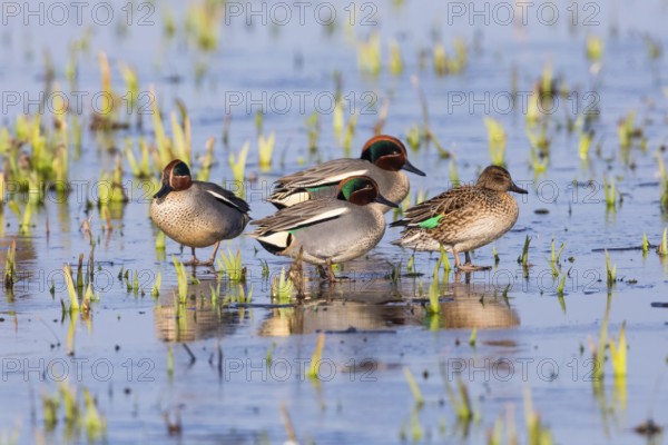 Eurasian Teal (Anas crecca), a group of three male ducks and one female duck, resting on a frozen