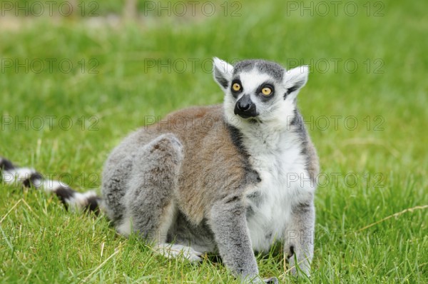 An attentive lemur sits on a green meadow and looks to the side, Ring-tailed Lemur (Lemur catta),