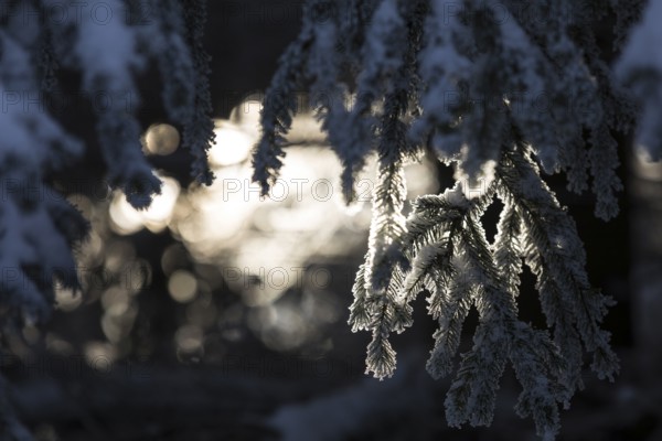 Snow-covered fir branch against the light, atmospheric still life, Erzgebirge, Saxony, Germany,