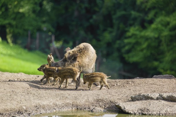 A wild boar or wild pig sow (Sus scrofa) ends the suckling of her piglets on a clearing
