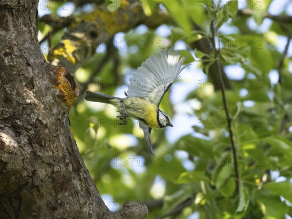 Blue Tit (Parus caeruleus), adult bird in flight leaving its nest entrance, Hesse, Germany, Europe