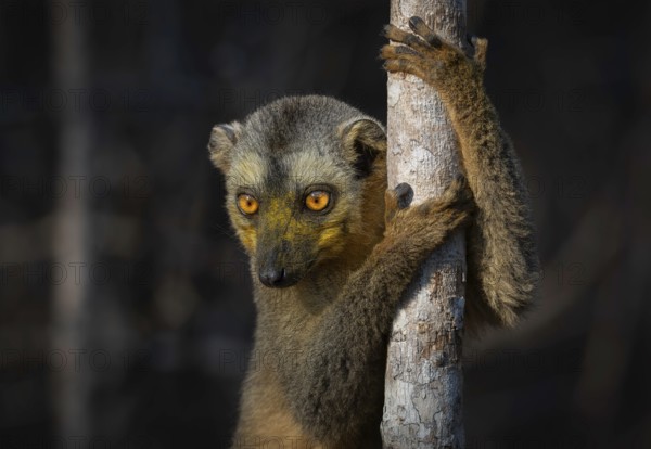 Lemur, red-fronted lemur (Eulemur rufifrons) in the dry forests of western Madagascar