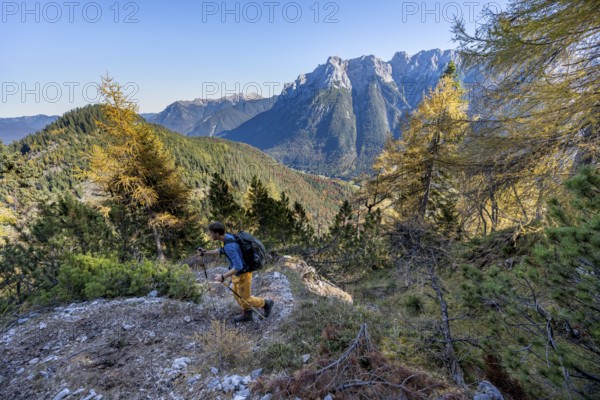 Mountaineer on a hiking trail through autumnal mountain forest, yellow-coloured larches, ascent to
