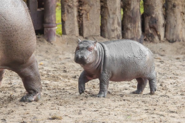 A baby hippopotamus (Hippopotamus amphibius) and its mother standing on a sandy riverbank