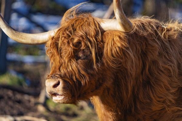 A Highland cow with wide horns and rough coat in winter, Seewald, Black Forest. Germany