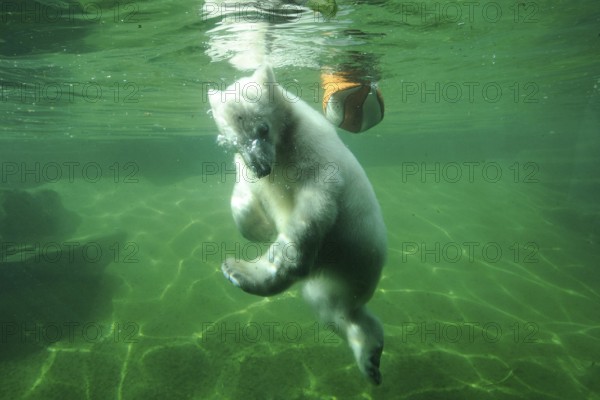 Young polar bear cub swimming underwater in a green pool, polar bear (Ursus maritimus), captive