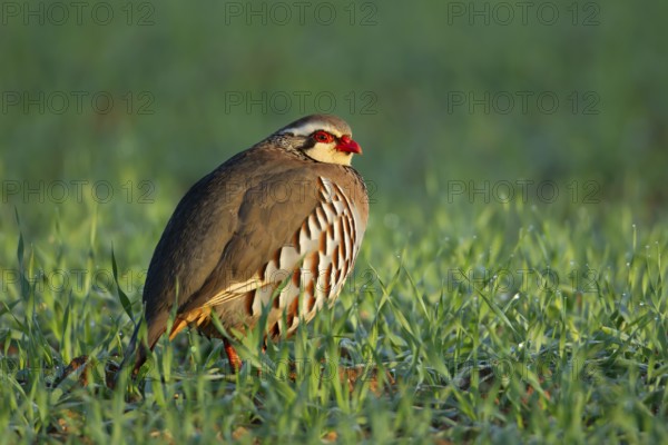 Red legged or French partridge (Alectoris rufa) adult bird in a farmland cereal field, England,