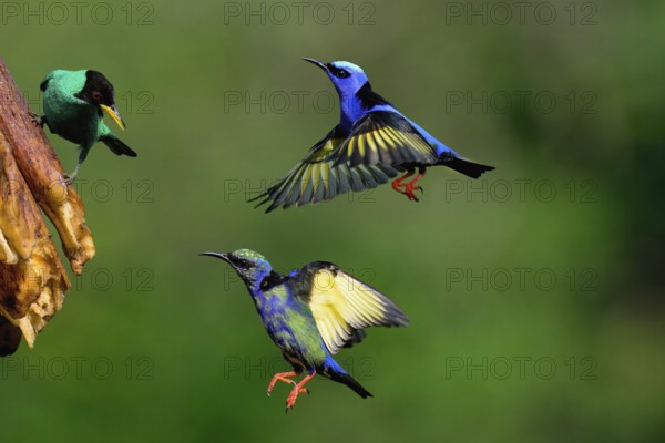 Green Honeycreeper (Chlorophanes spiza) on a fruit and two incoming flying Red-legged Honeycreepers