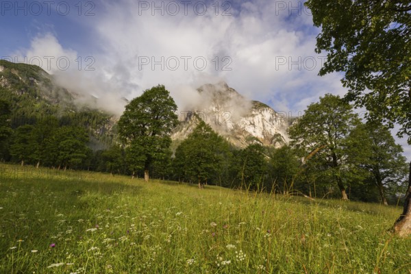Sycamore maple trees, Acer pseudoplatanus, in summertime. Mountains in the background. Nature