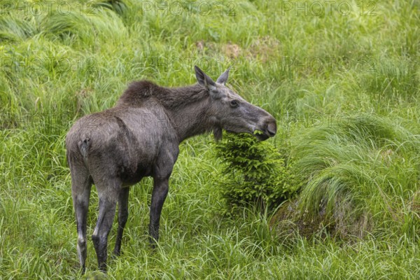 One adult female moose or elk, Alces alces, grazing on a meadow with tall fresh green grass, eats