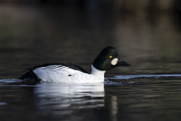 Common goldeneye (Bucephala clangula), Sweden, Europe