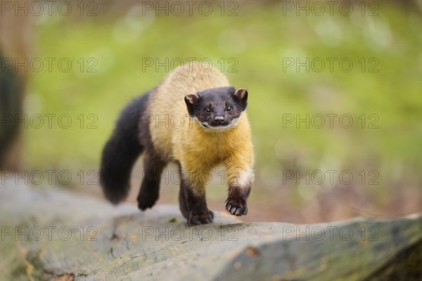 Yellow-throated marten (Martes flavigula) on an old tree trunk, Germany, Europe