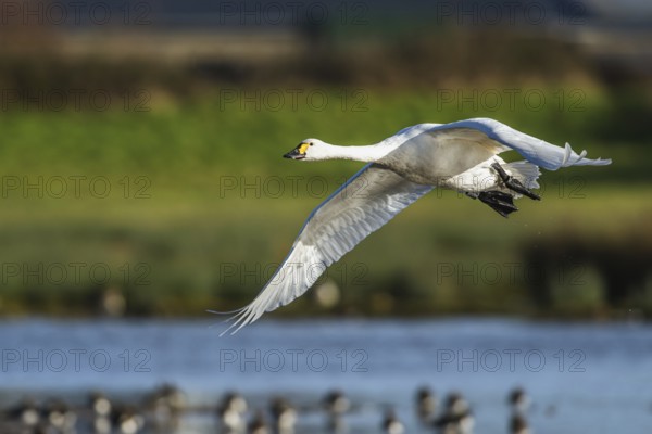 Tundra Swan, Bewick's Swan, Cygnus columbianus in flight at winter in Slimbridge, England, United