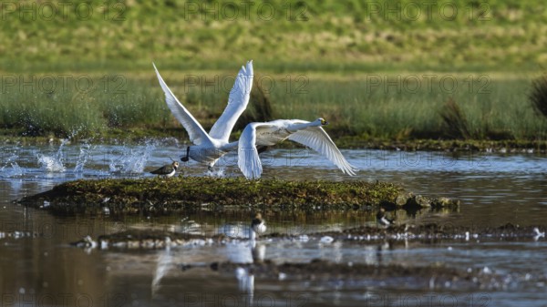 Tundra Swan, Bewick's Swan, Cygnus columbianus in flight at winter in Slimbridge, England, United