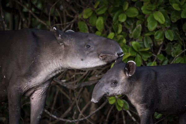 Baird's tapir (Tapirus bairdii), mother and young, looking into the camera, animal portrait, in the