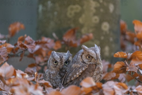 Two Eurasian scops owls (Otus scops)sitting on a twig of a beech tree, embedded in brown leafs