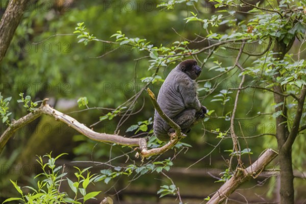 A common woolly monkey, brown woolly monkey, or Humboldt's woolly monkey (Lagothrix lagothricha)
