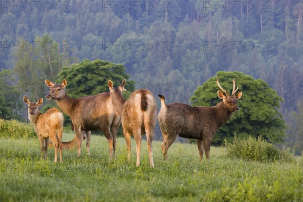Two Sambar hinds with a fawn and a stag (Rusa unicolor), stand on a meadow in first morning light