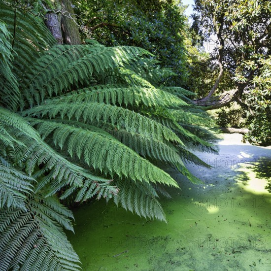 Tree fern (Cyatheales), fern fronds at a pond, Lost Gardens of Heligan, Cornwall, England, Great