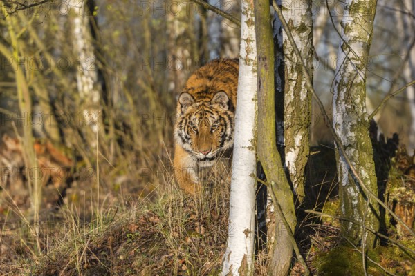 One young female Siberian Tiger, Panthera tigris altaica, running thru a birch tree forest. Early