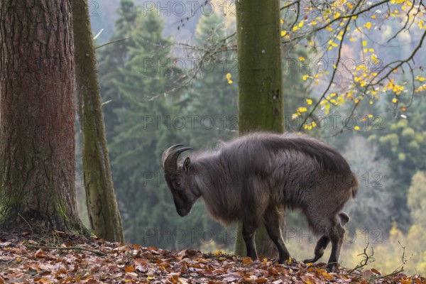 One male Himalayan Tahr (Hemitragus jemlahicus) standing in a forest. Green and yellow forest in