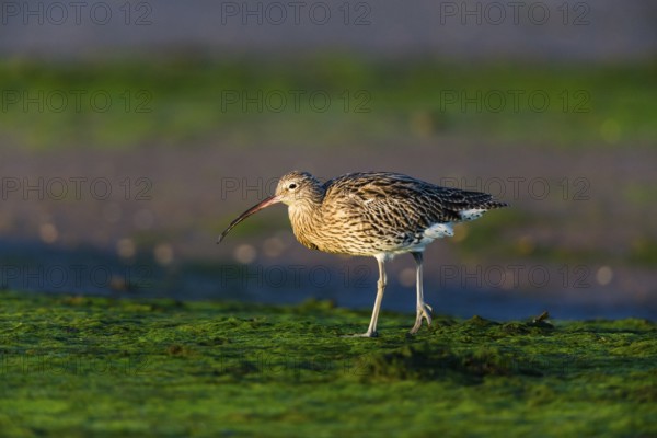 Eurasian curlew (Numenius arquata), adult bird on mudflats at low tide, North Sea, Holy Island