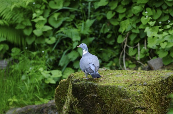 Pigeon sitting quietly on a moss-covered stone surrounded by lush greenery in the forest, wood