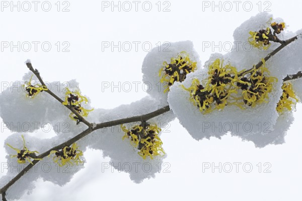 Witch hazel (Hamamelis mollis Pallida in the snow, Emsland, Lower Saxony, Germany, Europe