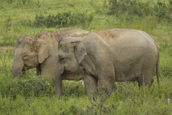 Indian elephants (Elephas maximus indicus), Khiri Khan, Hua Hin, Kui Buri National Park, Thailand,