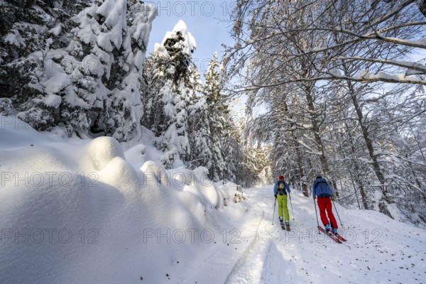 Two ski tourers in a snowy forest, ascent to Simetsberg, Estergebirge, Bavarian Prealps, Bavaria