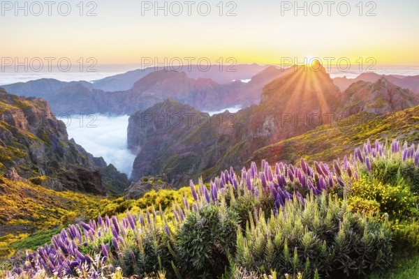 View from Pico do Arieiro of mountains over clouds with Pride of Madeira flowers and blooming