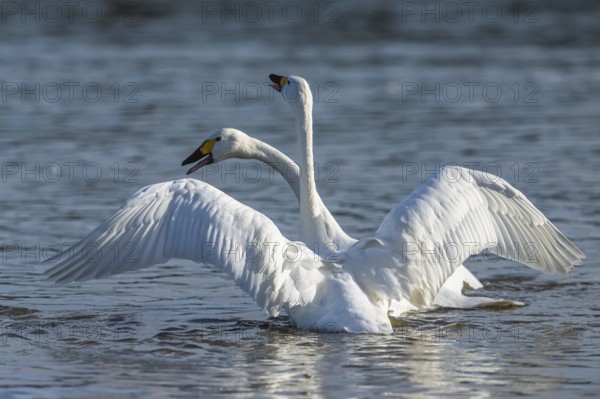 Tundra Swan, Bewick's Swan, Cygnus columbianus, birds in fight at winter in Slimbridge, England,