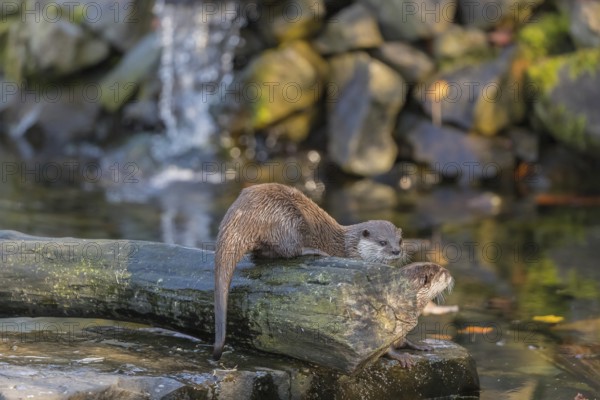 Two oriental small-clawed otter or Asian small-clawed otter (Aonyx cinerea), in a creek in front of
