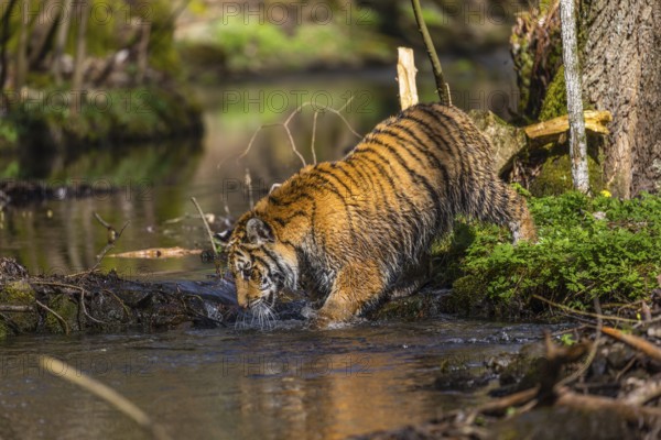 One young female Siberian Tiger, Panthera tigris altaica, walking thru a creek in a forest. Early