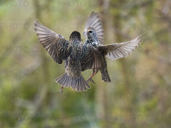 Common Starling, (Sturnus vulgaris), two adult birds in flight, squabbling with each, due to food