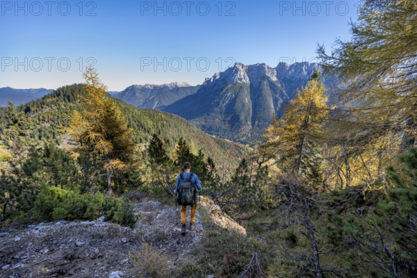 Mountaineer on a hiking trail through autumnal mountain forest, yellow-coloured larches, ascent to