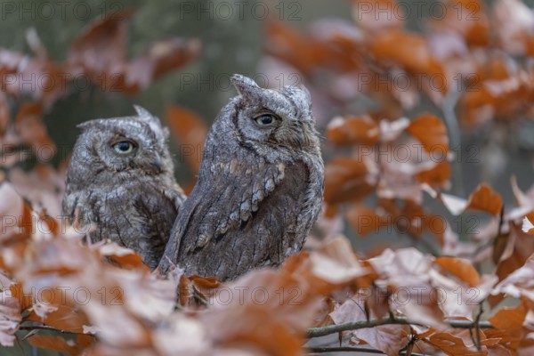 Two Eurasian scops owls (Otus scops)sitting on a twig of a beech tree, embedded in brown leafs