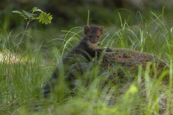 One beech marten (Martes foina), playing on the forest floor between green vegetation
