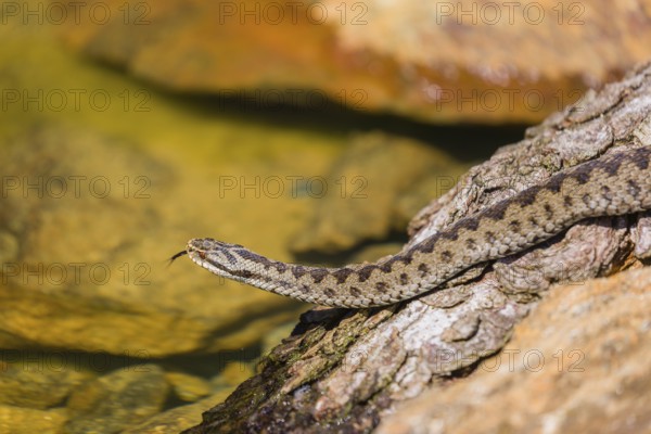 One Vipera berus, the common European adder or common European viper, creeps over moss and rocks