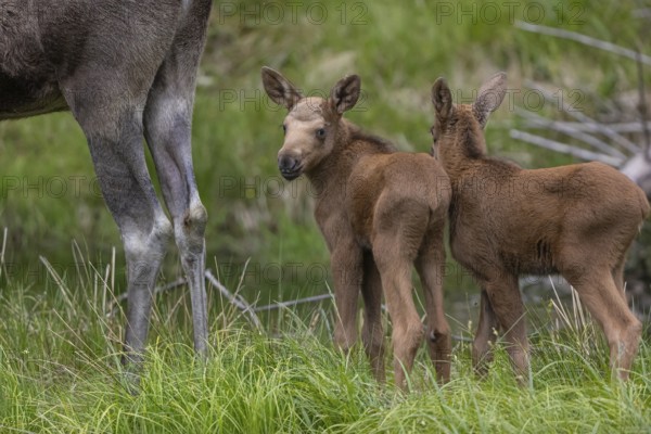 Two baby moose or elk, Alces alces, (19 days old, born May 8, 2020) standing on a meadow with fresh