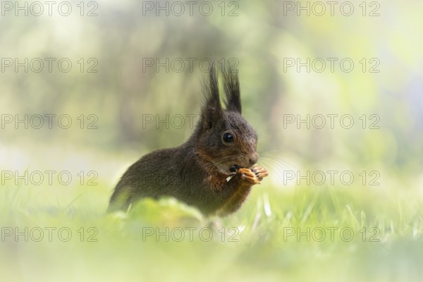 Eurasian squirrel (Sciurus) sitting in the grass and holding something in its paws, eating, with