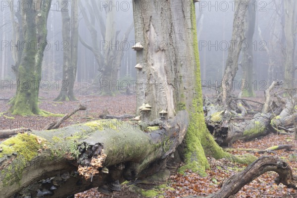 Old copper beeches (Fagus sylvatica) with tinder fungus (Fomes fomentarius) in the fog, Emsland,