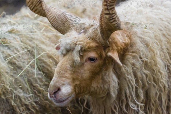 Portrait of a white Racka or Hortobágy Racka Sheep (Ovis aries strepsiceros hungaricus) with its