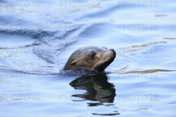 A sea lion swims through the water with only its head visible, California sea lion (Zalophus
