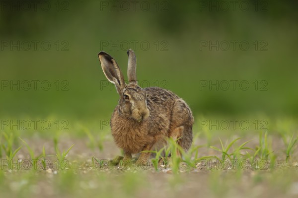 European brown hare (Lepus europaeus) adult animal feeding in a farmland maize crop in the summer,