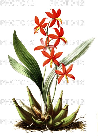 Epidendrum vitellinum, from the orchid family, plant and flower, digitally reworked reproduction of