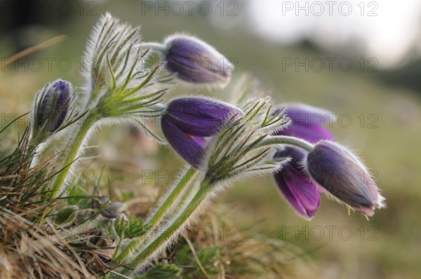 Group of Pasque flowers with purple flowers in nature, Pasque flower (Pulsatilla vulgaris), Upper