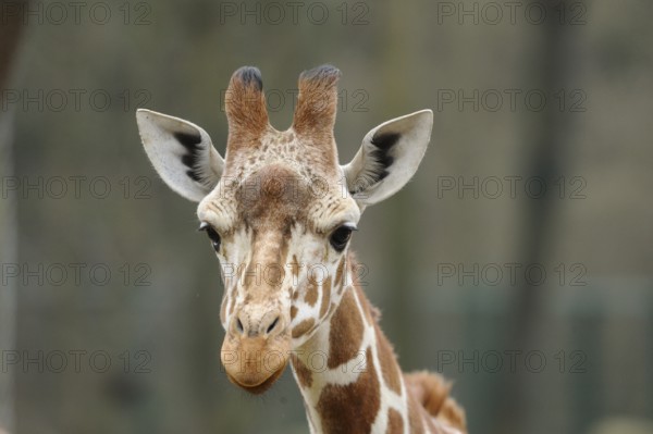 Giraffe head with expressive eyes and characteristic fur pattern, reticulated giraffe (Giraffa