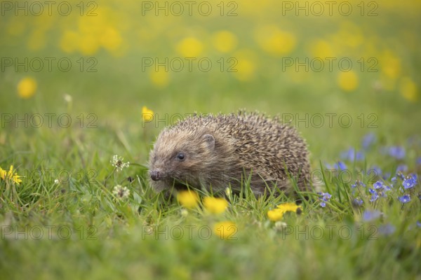 European hedgehog (Erinaceus europaeus) adult animal in a spring time meadow with flowering