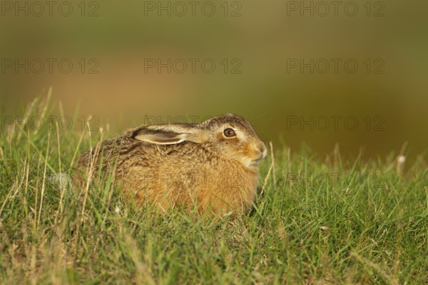 European brown hare (Lepus europaeus) juvenile baby leveret animal resting in grassland in the